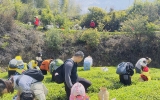 军营村体验采茶制茶，厦门公司团建与亲子研学的理想之选